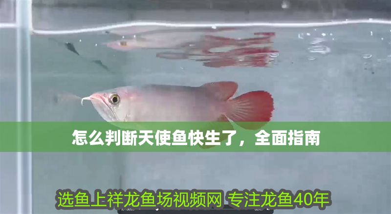 怎么判斷天使魚快生了，全面指南