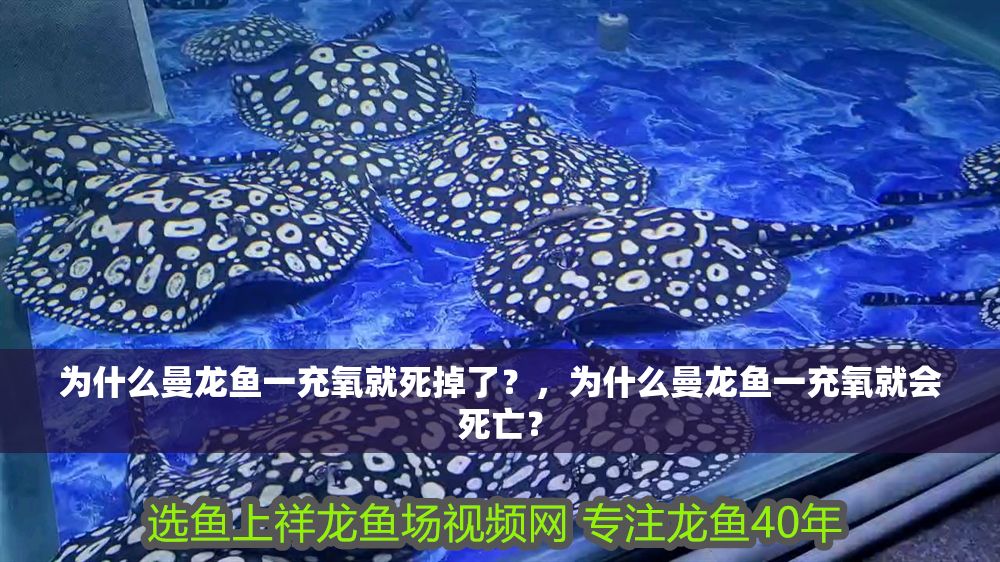 為什么曼龍魚一充氧就死掉了？，為什么曼龍魚一充氧就會(huì)死亡？