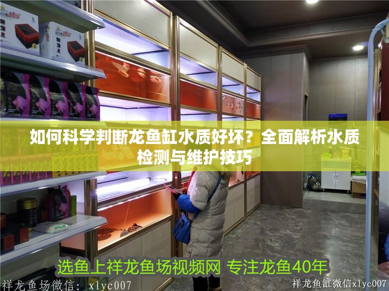 如何科學判斷龍魚缸水質好壞？全面解析水質檢測與維護技巧