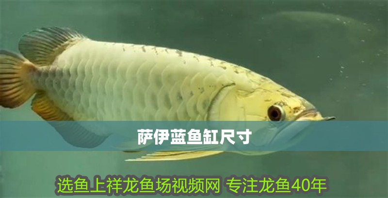 薩伊藍魚缸尺寸