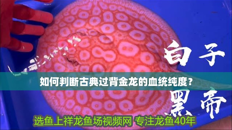 如何判斷古典過(guò)背金龍的血統(tǒng)純度？ 如何判斷古典過(guò)背金龍的血統(tǒng)純度？ 龍魚百科