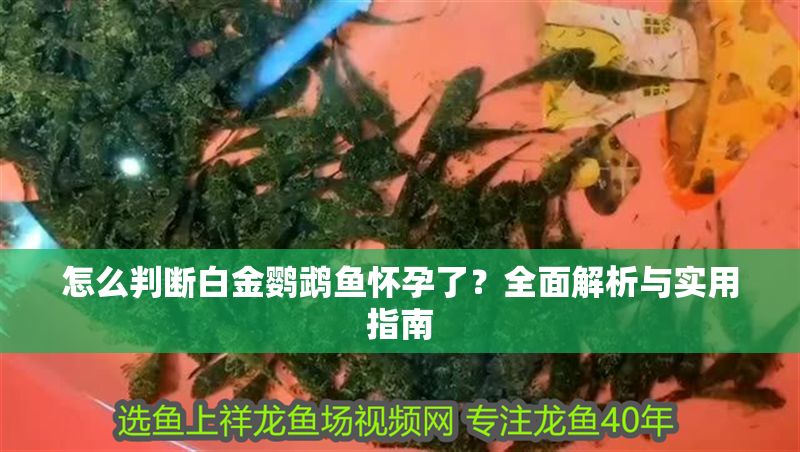 怎么判斷白金鸚鵡魚懷孕了？全面解析與實用指南