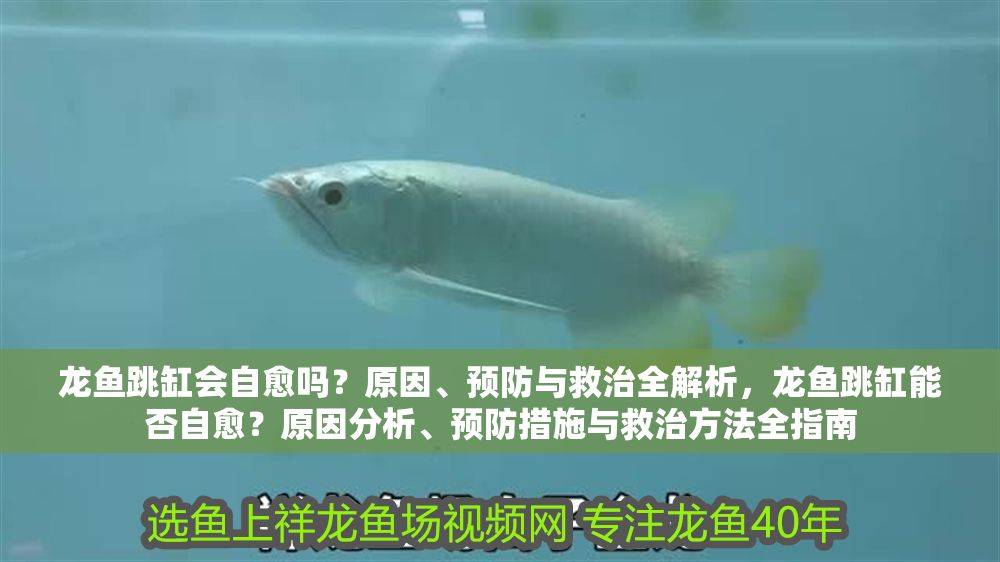 龍魚跳缸會自愈嗎？原因、預防與救治全解析，龍魚跳缸能否自愈？原因分析、預防措施與救治方法全指南