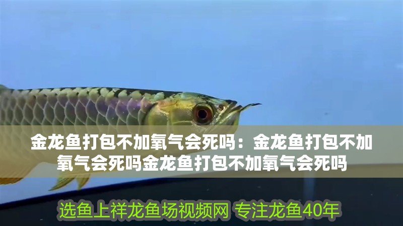 金龍魚打包不加氧氣會死嗎：金龍魚打包不加氧氣會死嗎金龍魚打包不加氧氣會死嗎