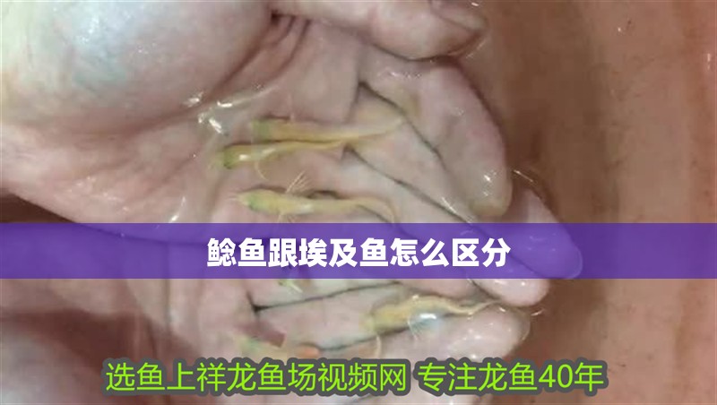 鯰魚跟埃及魚怎么區(qū)分