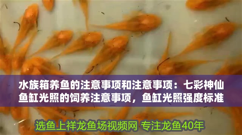 水族箱養魚的注意事項和注意事項：七彩神仙魚缸光照的飼養注意事項，魚缸光照強度標準