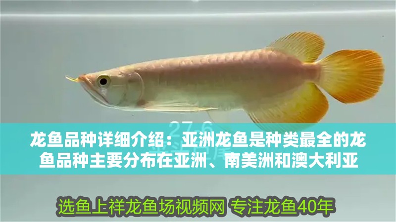龍魚品種詳細介紹：亞洲龍魚是種類最全的龍魚品種主要分布在亞洲、南美洲和澳大利亞