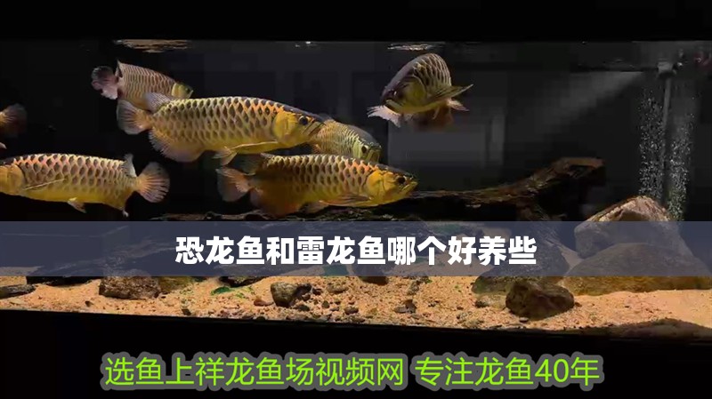 恐龍魚和雷龍魚哪個(gè)好養(yǎng)些