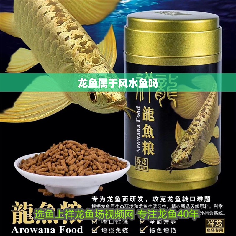 龍魚屬于風(fēng)水魚嗎