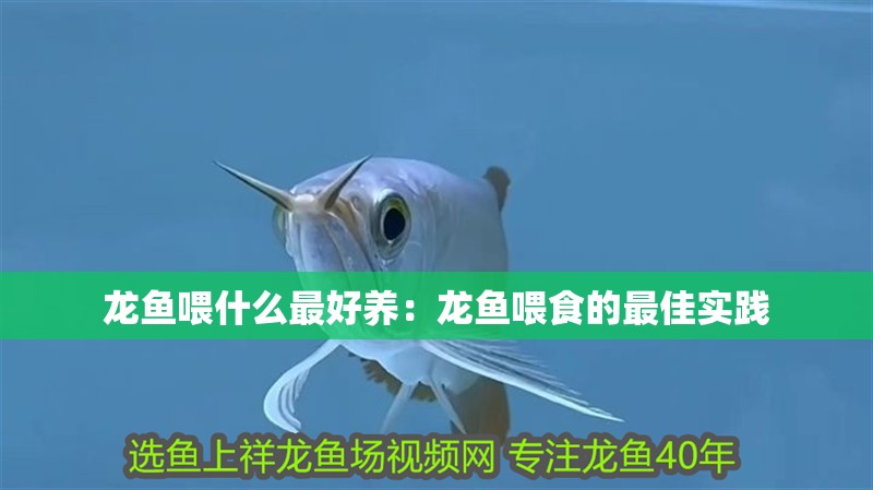 龍魚喂什么最好養(yǎng)：龍魚喂食的最佳實踐