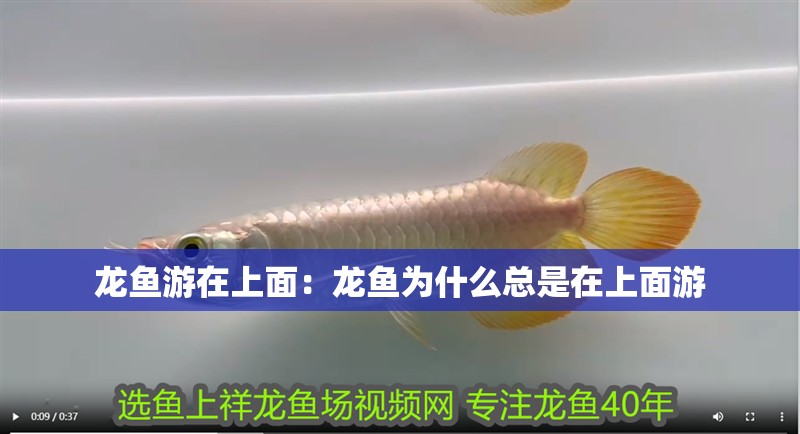 龍魚游在上面：龍魚為什么總是在上面游