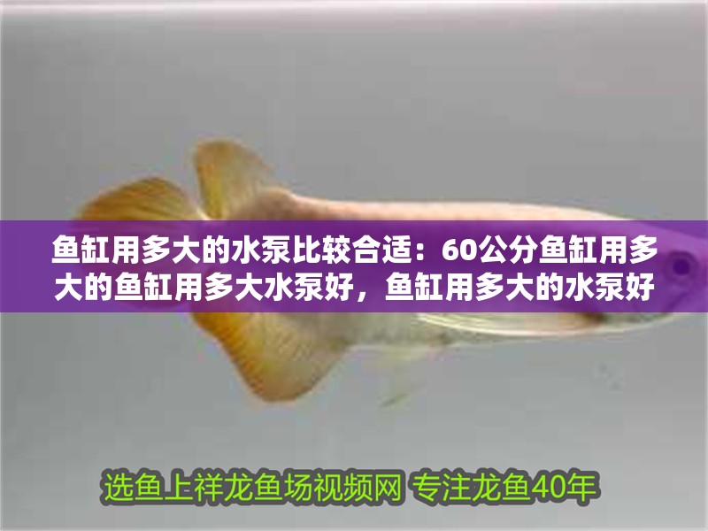 魚缸用多大的水泵比較合適：60公分魚缸用多大的魚缸用多大水泵好，魚缸用多大的水泵好