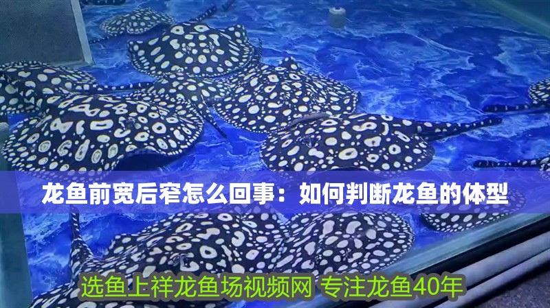龍魚前寬后窄怎么回事：如何判斷龍魚的體型