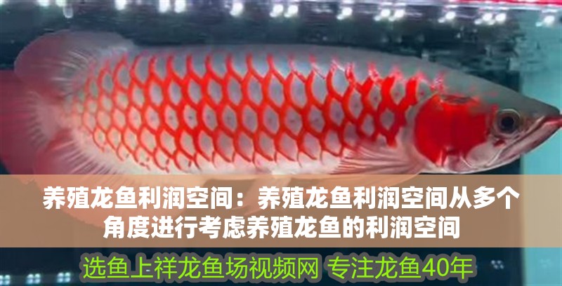 養殖龍魚利潤空間：養殖龍魚利潤空間從多個角度進行考慮養殖龍魚的利潤空間