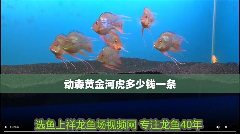 動森黃金河虎多少錢一條