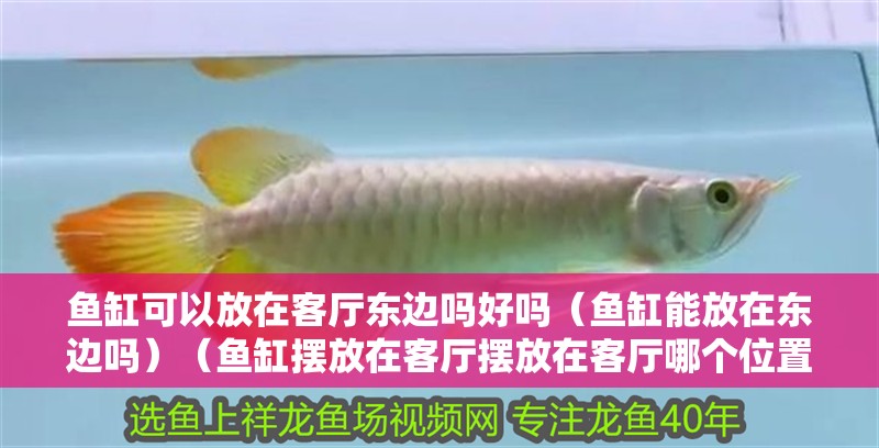 魚缸可以放在客廳東邊嗎好嗎（魚缸能放在東邊嗎）（魚缸擺放在客廳擺放在客廳哪個位置好）