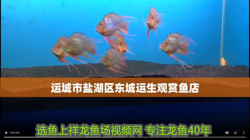 運城市鹽湖區東城運生觀賞魚店