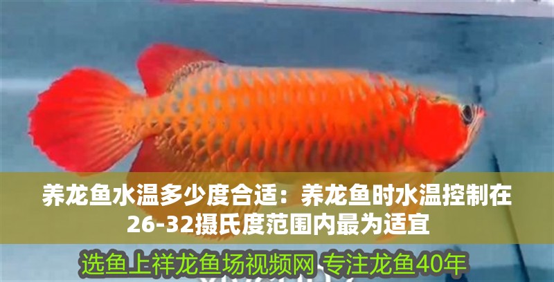 養龍魚水溫多少度合適：養龍魚時水溫控制在26-32攝氏度范圍內最為適宜