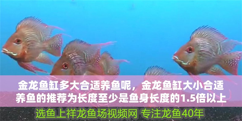金龍魚缸多大合適養魚呢，金龍魚缸大小合適養魚的推薦為長度至少是魚身長度的1.5倍以上