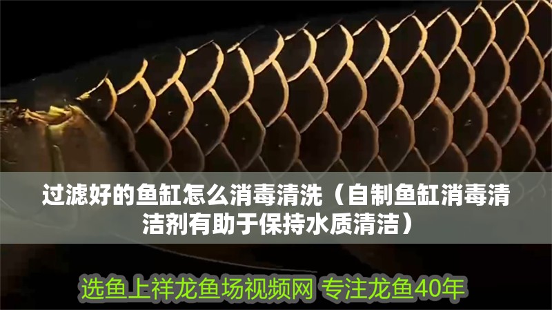 過(guò)濾好的魚(yú)缸怎么消毒清洗（自制魚(yú)缸消毒清潔劑有助于保持水質(zhì)清潔）