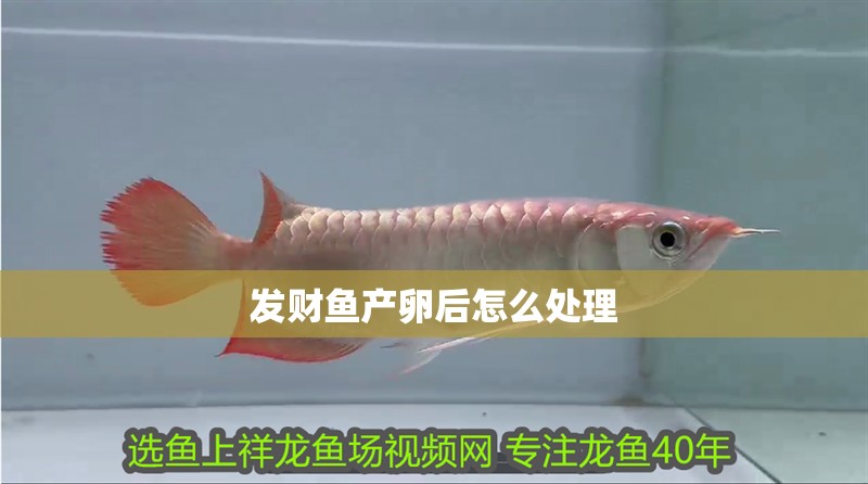 發(fā)財魚產(chǎn)卵后怎么處理 發(fā)財魚產(chǎn)卵后怎么處理 龍魚論壇