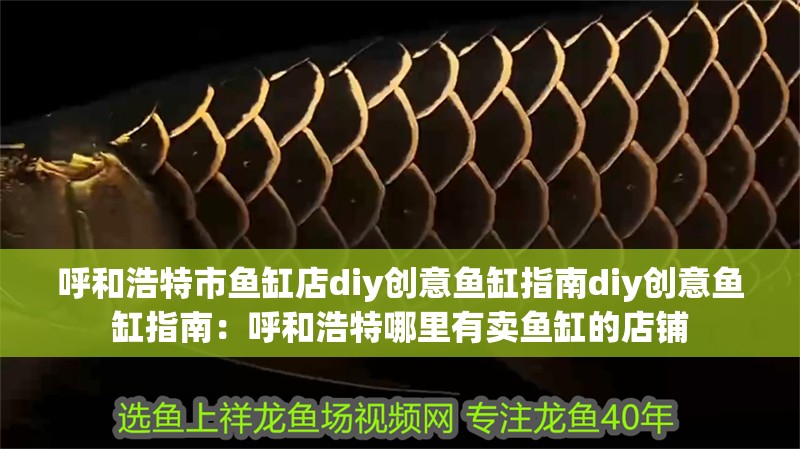 呼和浩特市魚缸店diy創意魚缸指南diy創意魚缸指南：呼和浩特哪里有賣魚缸的店鋪
