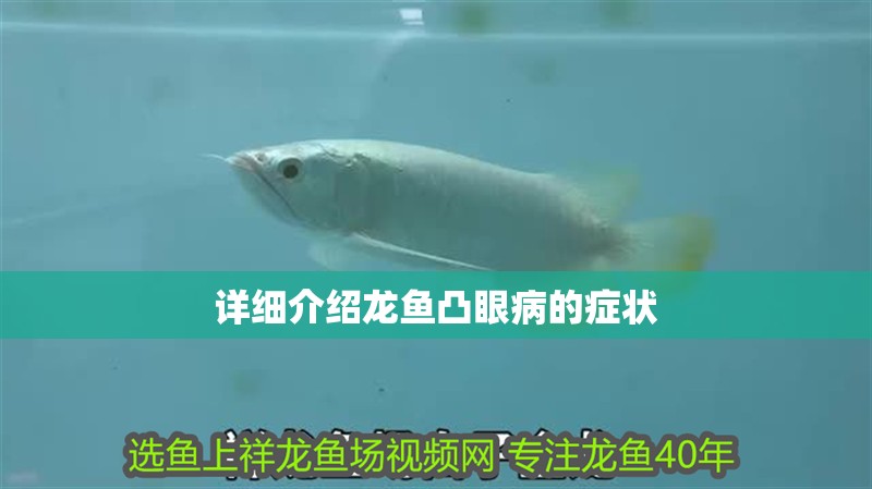 詳細(xì)介紹龍魚(yú)凸眼病的癥狀