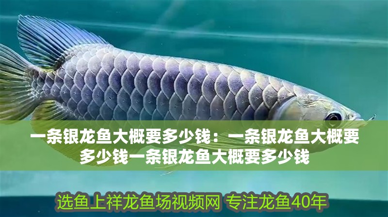 一條銀龍魚大概要多少錢：一條銀龍魚大概要多少錢一條銀龍魚大概要多少錢