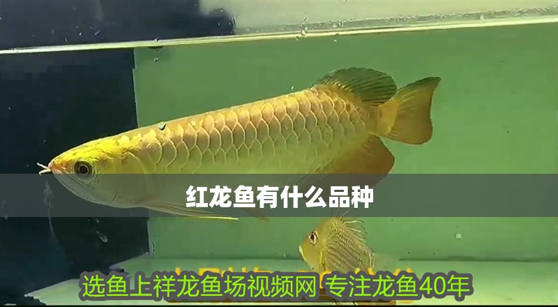 紅龍魚有什么品種