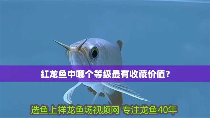 紅龍魚中哪個等級最有收藏價值？
