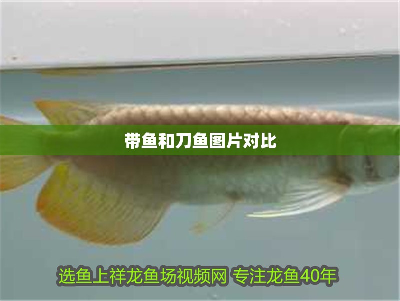帶魚和刀魚圖片對(duì)比