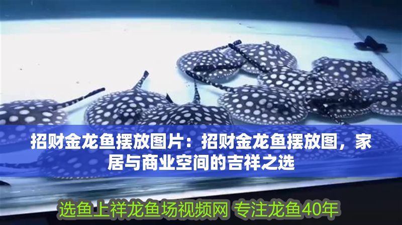 招財金龍魚擺放圖片：招財金龍魚擺放圖，家居與商業空間的吉祥之選