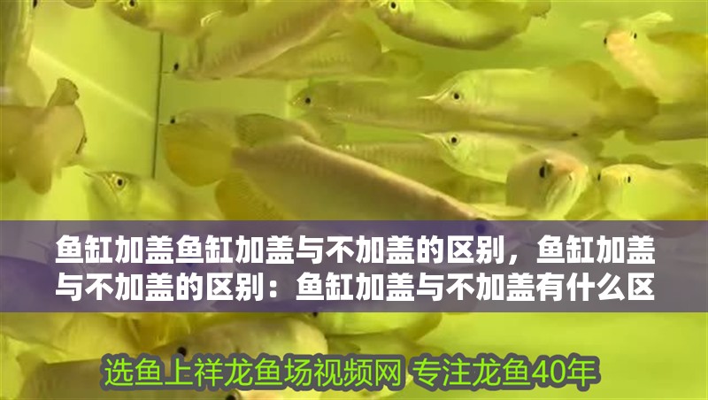 魚缸加蓋魚缸加蓋與不加蓋的區別，魚缸加蓋與不加蓋的區別：魚缸加蓋與不加蓋有什么區別？
