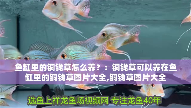 魚缸里的銅錢草怎么養(yǎng)？：銅錢草可以養(yǎng)在魚缸里的銅錢草圖片大全,銅錢草圖片大全