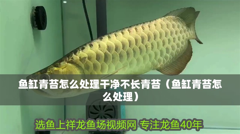 魚缸青苔怎么處理干凈不長青苔（魚缸青苔怎么處理）
