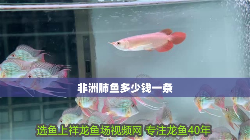 非洲肺魚多少錢一條