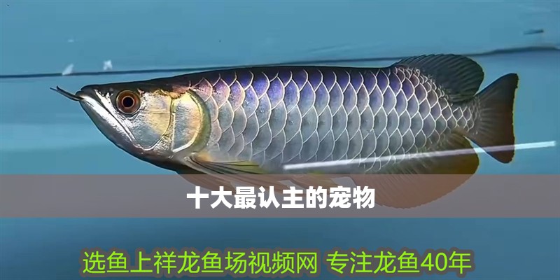 十大最認主的寵物