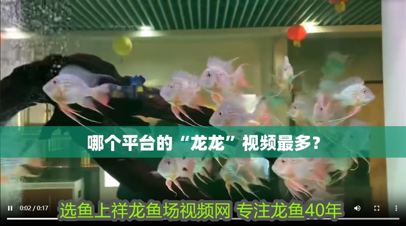 哪個平臺的“龍龍”視頻最多？