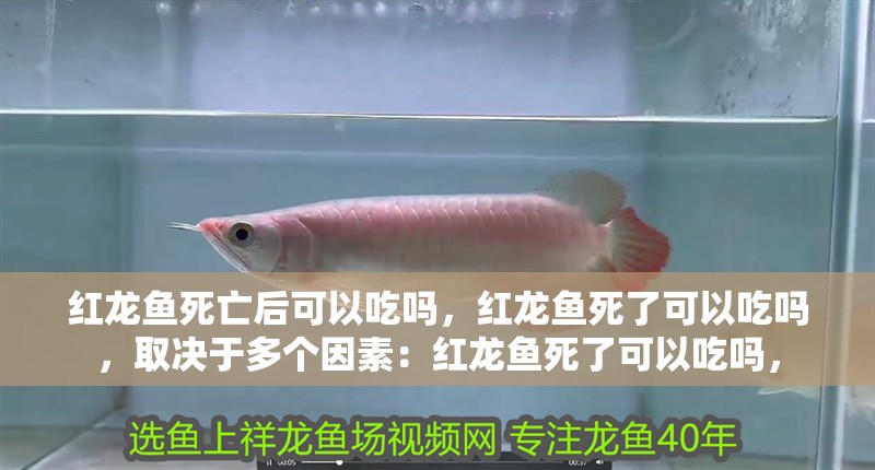 紅龍魚死亡后可以吃嗎，紅龍魚死了可以吃嗎，取決于多個(gè)因素：紅龍魚死了可以吃嗎，