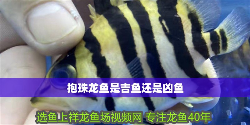 抱珠龍魚是吉魚還是兇魚