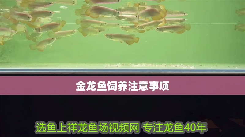 金龍魚飼養注意事項