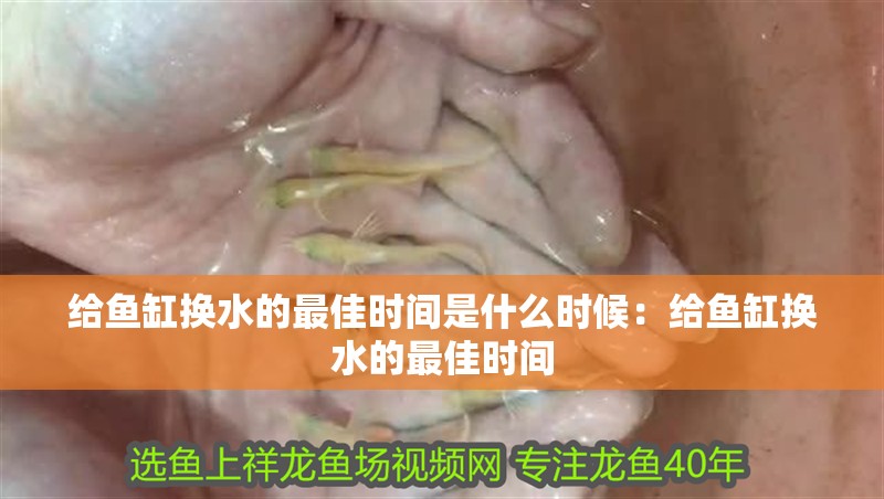 給魚缸換水的最佳時(shí)間是什么時(shí)候：給魚缸換水的最佳時(shí)間 給魚缸換水的最佳時(shí)間是什么時(shí)候：給魚缸換水的最佳時(shí)間 魚缸百科