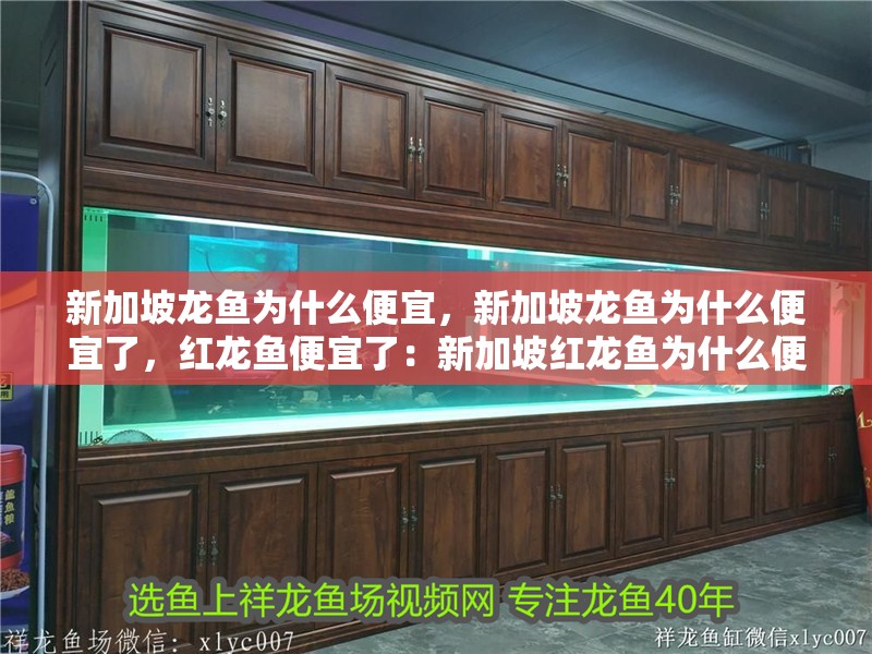 新加坡龍魚為什么便宜，新加坡龍魚為什么便宜了，紅龍魚便宜了：新加坡紅龍魚為什么便宜了