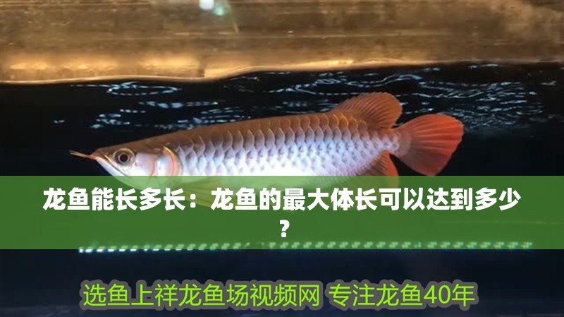 龍魚能長多長：龍魚的最大體長可以達到多少？
