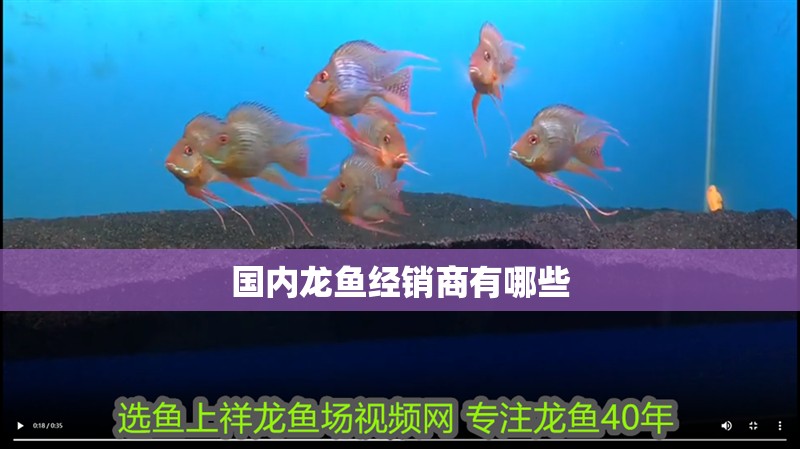 國內龍魚經銷商有哪些