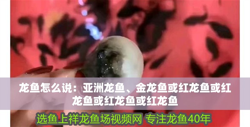 龍魚怎么說：亞洲龍魚、金龍魚或紅龍魚或紅龍魚或紅龍魚或紅龍魚