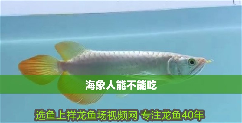 海象人能不能吃 海象人能不能吃 龍魚論壇
