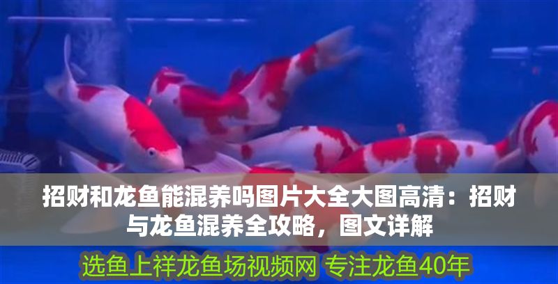 招財和龍魚能混養嗎圖片大全大圖高清：招財與龍魚混養全攻略，圖文詳解