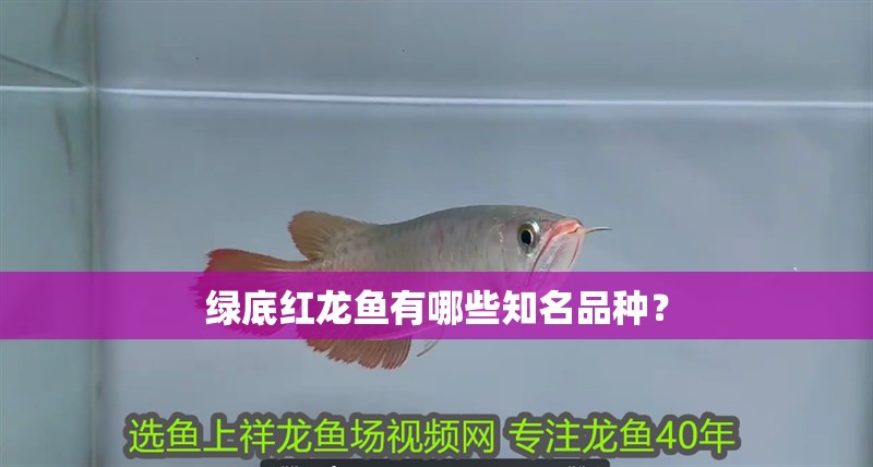 綠底紅龍魚有哪些知名品種？