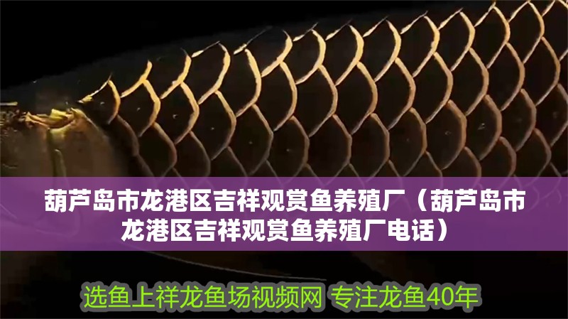 葫蘆島市龍港區吉祥觀賞魚養殖廠（葫蘆島市龍港區吉祥觀賞魚養殖廠電話）